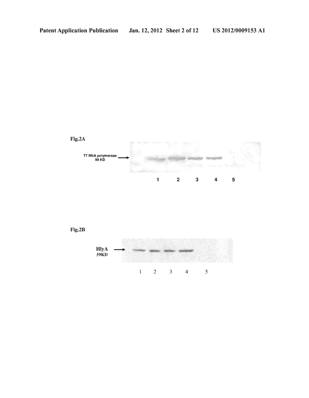 COMPOSITIONS FOR BACTERIAL MEDIATED GENE SILENCING AND METHODS OF USING     THE SAME - diagram, schematic, and image 03