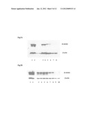 COMPOSITIONS FOR BACTERIAL MEDIATED GENE SILENCING AND METHODS OF USING     THE SAME diagram and image