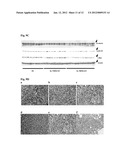 COMPOSITIONS FOR BACTERIAL MEDIATED GENE SILENCING AND METHODS OF USING     THE SAME diagram and image