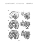 CYTOTOXIC RIBONUCLEASE VARIANTS diagram and image