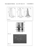 USE OF MEMBRANE ATTACK COMPLEX (MAC) AND IMMUNE COMPLEXES (ICs) TO     ACTIVATE T-CELLS AND THE GENERATION OF REGULATORY T CELLS diagram and image