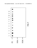 HYPALLERGENIC MOSAIC ANTIGENS AND METHODS OF MAKING SAME diagram and image