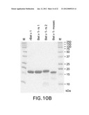 HYPALLERGENIC MOSAIC ANTIGENS AND METHODS OF MAKING SAME diagram and image