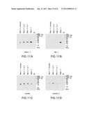 HYPALLERGENIC MOSAIC ANTIGENS AND METHODS OF MAKING SAME diagram and image