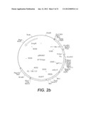 INTERGENIC REGIONS AS NOVEL SITES FOR INSERTION OF HIV DNA SEQUENCES IN     THE GENOME OF MODIFIED VACCINIA VIRUS ANKARA diagram and image