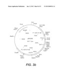 INTERGENIC REGIONS AS NOVEL SITES FOR INSERTION OF HIV DNA SEQUENCES IN     THE GENOME OF MODIFIED VACCINIA VIRUS ANKARA diagram and image