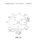 INTERGENIC REGIONS AS NOVEL SITES FOR INSERTION OF HIV DNA SEQUENCES IN     THE GENOME OF MODIFIED VACCINIA VIRUS ANKARA diagram and image