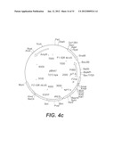 INTERGENIC REGIONS AS NOVEL SITES FOR INSERTION OF HIV DNA SEQUENCES IN     THE GENOME OF MODIFIED VACCINIA VIRUS ANKARA diagram and image