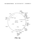 INTERGENIC REGIONS AS NOVEL SITES FOR INSERTION OF HIV DNA SEQUENCES IN     THE GENOME OF MODIFIED VACCINIA VIRUS ANKARA diagram and image