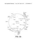 INTERGENIC REGIONS AS NOVEL SITES FOR INSERTION OF HIV DNA SEQUENCES IN     THE GENOME OF MODIFIED VACCINIA VIRUS ANKARA diagram and image