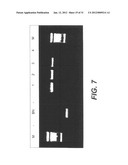 INTERGENIC REGIONS AS NOVEL SITES FOR INSERTION OF HIV DNA SEQUENCES IN     THE GENOME OF MODIFIED VACCINIA VIRUS ANKARA diagram and image