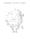 INTERGENIC REGIONS AS NOVEL SITES FOR INSERTION OF HIV DNA SEQUENCES IN     THE GENOME OF MODIFIED VACCINIA VIRUS ANKARA diagram and image