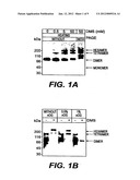 EARLY DETECTION OF FLAVIVIRUSES USING THE NS1 GLYCOPROTEIN diagram and image