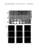 Restoration of Nucleic Acid From Degraded or Formalin-Fixed and     Paraffin-Embedded Tissue and Uses Thereof diagram and image