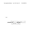 METHOD FOR DETECTING AND QUNANTIFYING ENDOGENOUS WHEAT DNA SEQUENCE diagram and image