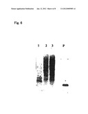 METHOD FOR DETECTING AND QUNANTIFYING ENDOGENOUS WHEAT DNA SEQUENCE diagram and image