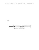 METHOD FOR DETECTING AND QUNANTIFYING ENDOGENOUS WHEAT DNA SEQUENCE diagram and image