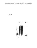 METHOD FOR DETECTING AND QUNANTIFYING ENDOGENOUS WHEAT DNA SEQUENCE diagram and image