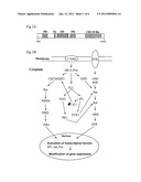 USE OF GRF1 PROTEIN  FOR SCREENING MOLECULES diagram and image