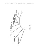 THERMOSTABLE LUCIFERASES AND METHODS OF PRODUCTION diagram and image