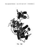 THERMOSTABLE LUCIFERASES AND METHODS OF PRODUCTION diagram and image