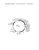 THERMOSTABLE LUCIFERASES AND METHODS OF PRODUCTION diagram and image