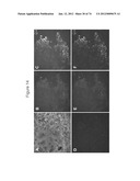 METHODS OF PRODUCING PANCREATIC HORMONES diagram and image