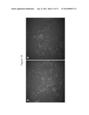 METHODS OF PRODUCING PANCREATIC HORMONES diagram and image