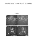 METHODS OF PRODUCING PANCREATIC HORMONES diagram and image