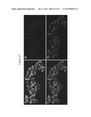 METHODS OF PRODUCING PANCREATIC HORMONES diagram and image