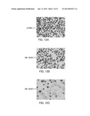 SINGLE-STRANDED NUCLEIC ACID MOLECULE FOR CONTROLLING GENE EXPRESSION diagram and image