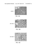 SINGLE-STRANDED NUCLEIC ACID MOLECULE FOR CONTROLLING GENE EXPRESSION diagram and image