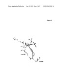 MODULATION OF ANXIETY THROUGH BLOCKADE OF ANANDAMIDE HYDROLYSIS diagram and image