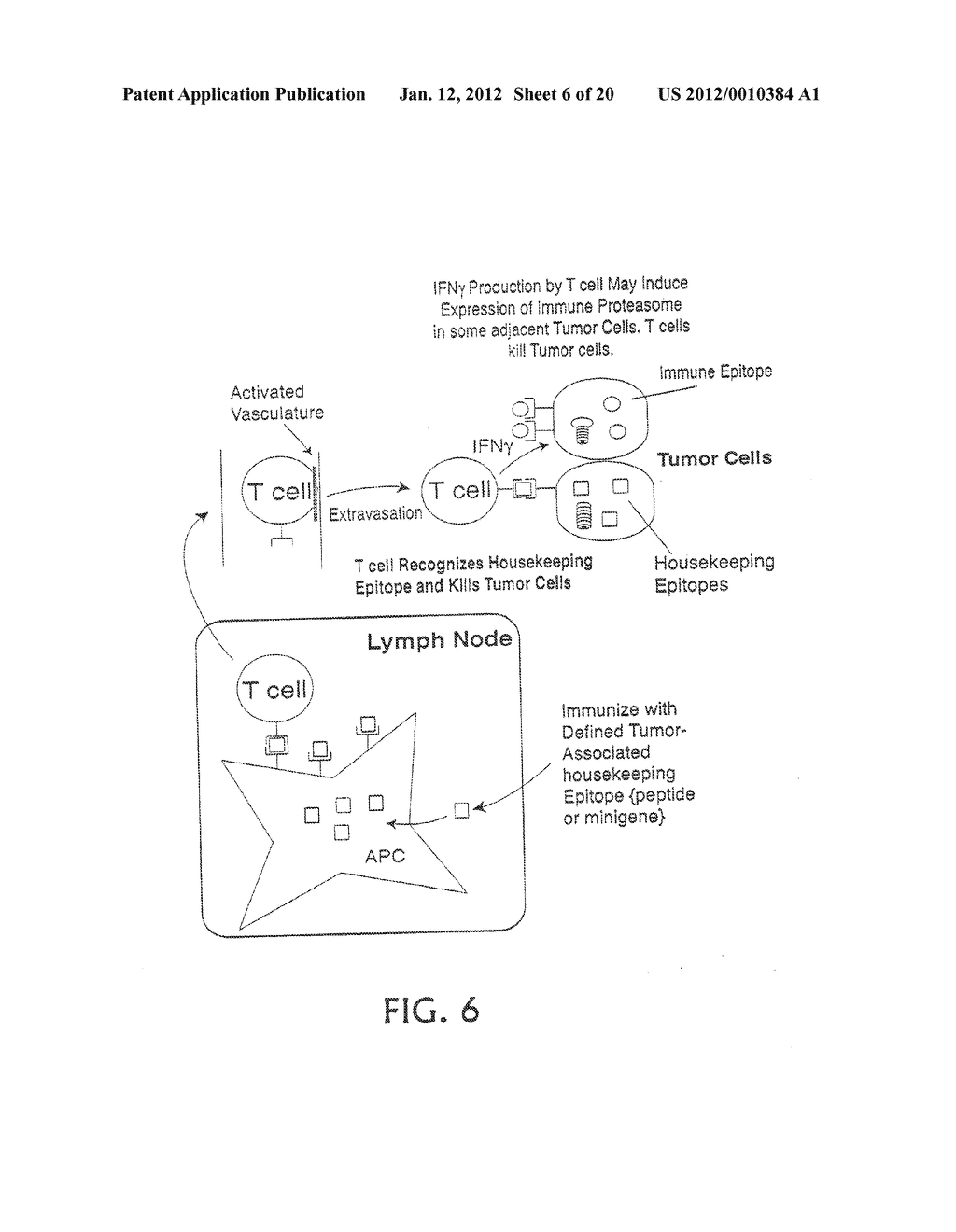 EPITOPE SYNCHRONIZATION IN ANTIGEN PRESENTING CELLS - diagram, schematic, and image 07