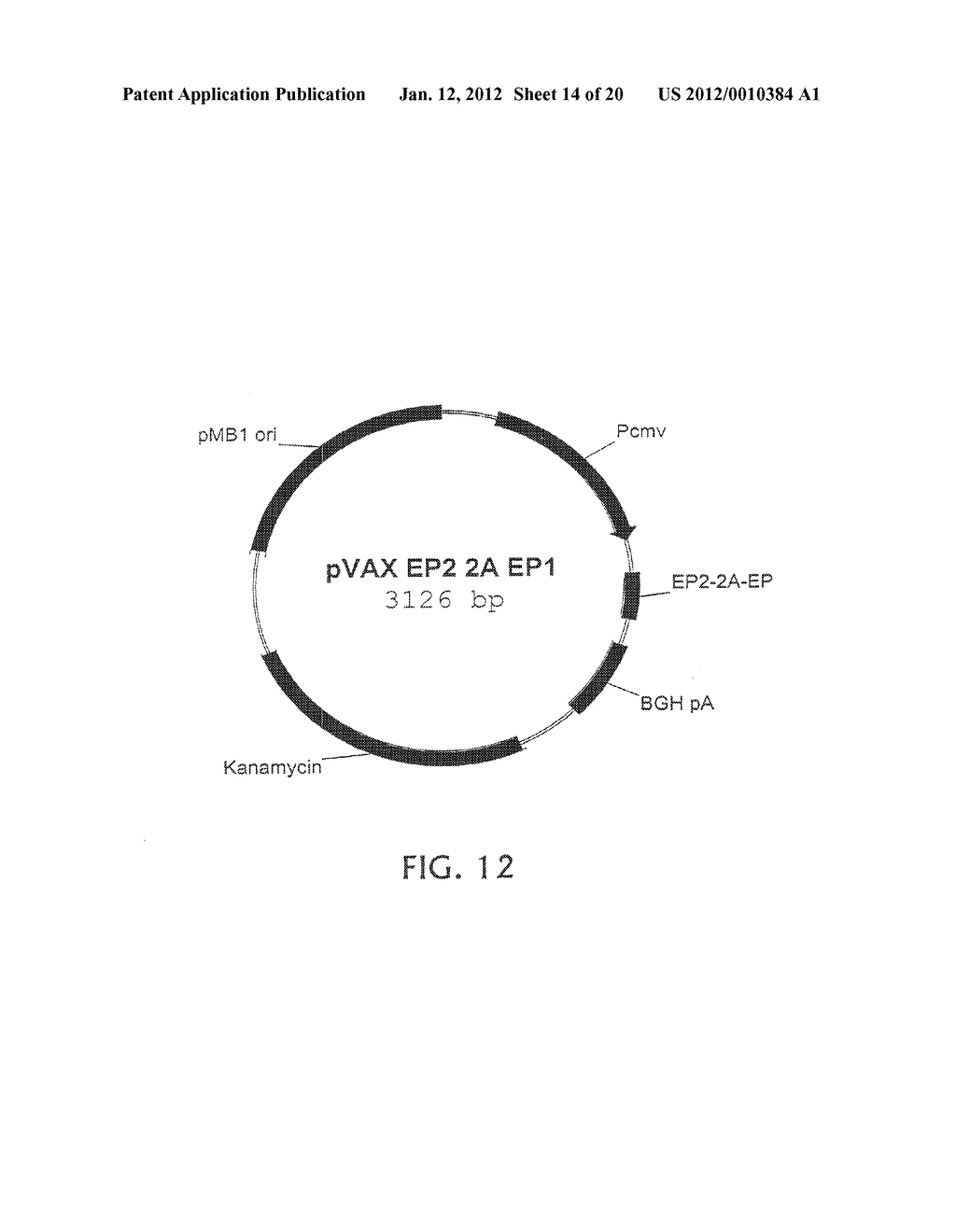 EPITOPE SYNCHRONIZATION IN ANTIGEN PRESENTING CELLS - diagram, schematic, and image 15