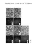 Chemically-selective, label free, microendoscopic system based on coherent     anti-stokes raman scattering and microelectromechanical fiber optic probe diagram and image