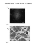 Chemically-selective, label free, microendoscopic system based on coherent     anti-stokes raman scattering and microelectromechanical fiber optic probe diagram and image