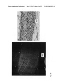 Chemically-selective, label free, microendoscopic system based on coherent     anti-stokes raman scattering and microelectromechanical fiber optic probe diagram and image