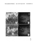 Chemically-selective, label free, microendoscopic system based on coherent     anti-stokes raman scattering and microelectromechanical fiber optic probe diagram and image