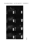 Chemically-selective, label free, microendoscopic system based on coherent     anti-stokes raman scattering and microelectromechanical fiber optic probe diagram and image