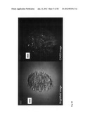 Chemically-selective, label free, microendoscopic system based on coherent     anti-stokes raman scattering and microelectromechanical fiber optic probe diagram and image