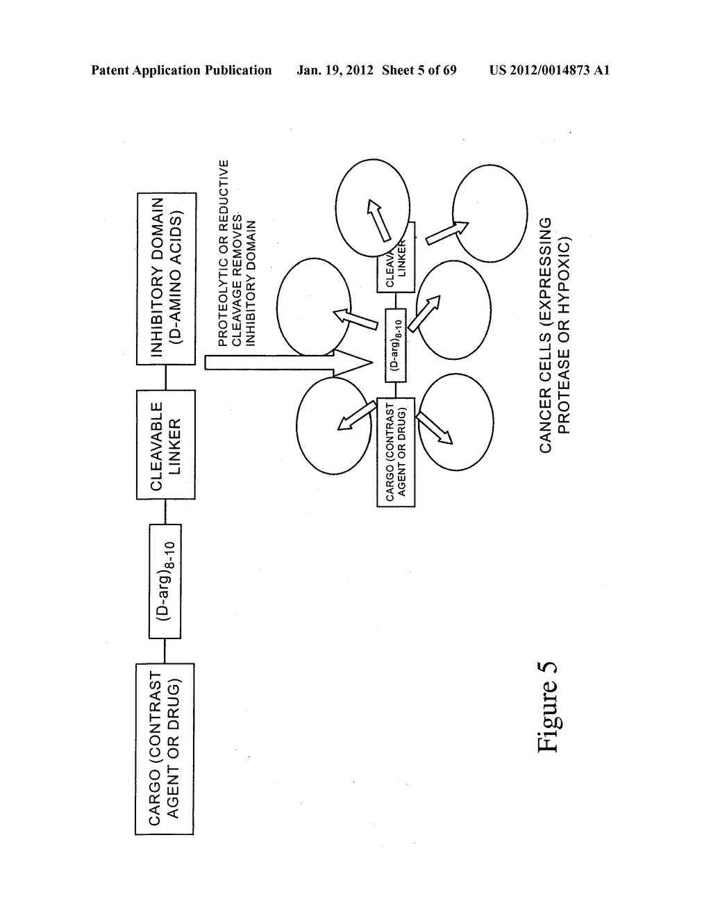 PEPTIDES WHOSE UPTAKE BY CELLS IS CONTROLLABLE - diagram, schematic, and image 06