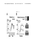 METHOD FOR THE PREVENTION AND TREATMENT OF ESSENTIAL TREMOR BY REGULATING     alpha1G T-TYPE CALCIUM CHANNEL OR BY T-TYPE CALCIUM CHANNEL BLOCKERS diagram and image