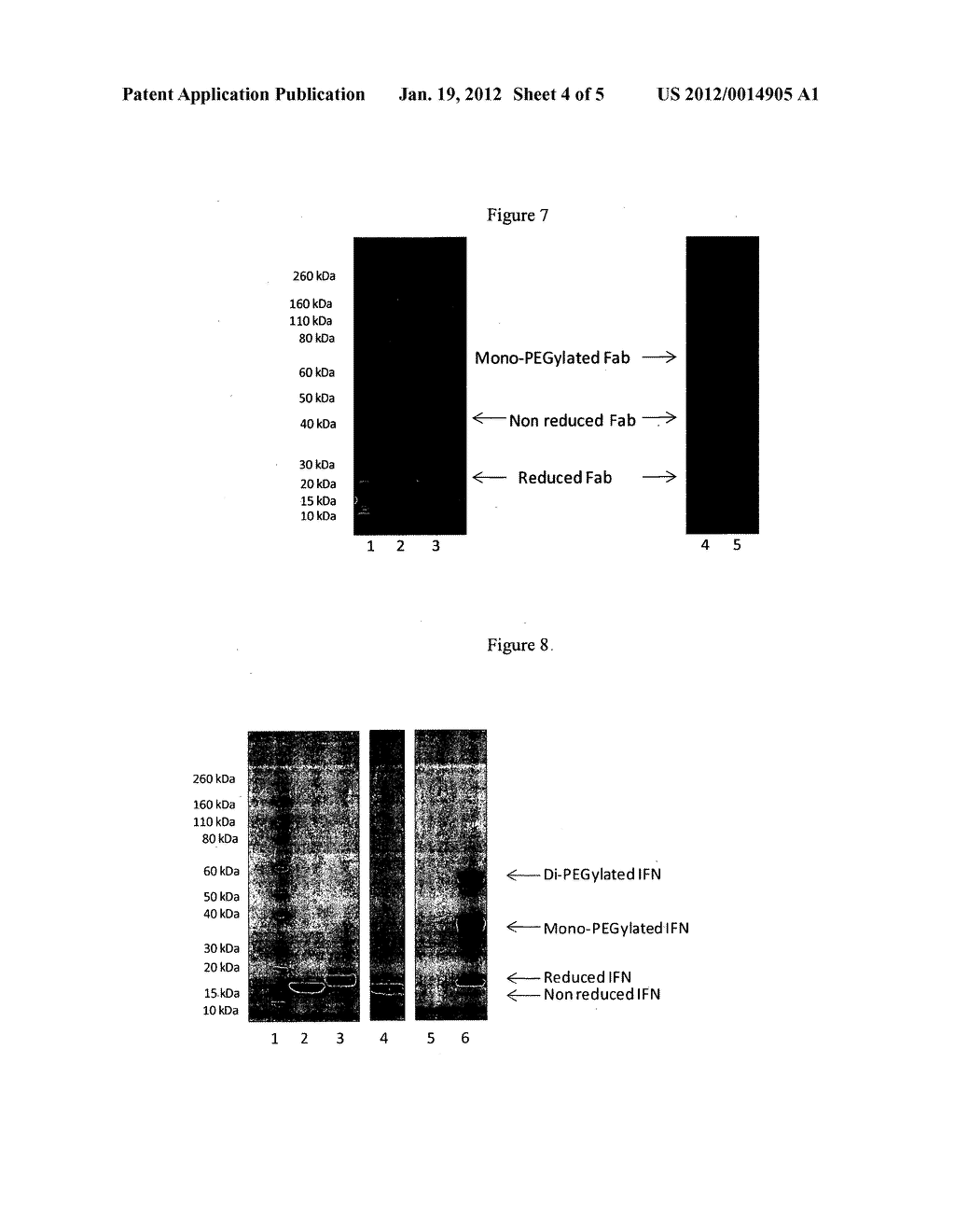 CONUGATED PROTEINS AND PEPTIDES - diagram, schematic, and image 05