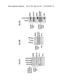 Regulators of the Interferon-Alpha Receptor 1 (IFNAR1) Chain of the     Interferon Receptor diagram and image