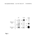  RECOMBINANT ALPHA-HEMOLYSIN POLYPEPTIDE OF STAPHYLOCOCCUS AUREUS, HAVING     A DELETION IN THE STEM DOMAIN AND HETEROLOGOUS SEQUENCES INSERTED diagram and image