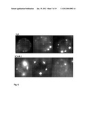  RECOMBINANT ALPHA-HEMOLYSIN POLYPEPTIDE OF STAPHYLOCOCCUS AUREUS, HAVING     A DELETION IN THE STEM DOMAIN AND HETEROLOGOUS SEQUENCES INSERTED diagram and image