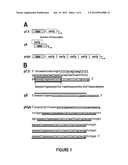 REPLICATION DEFICIENT RECOMBINANT VIRUSES EXPRESSING ANTIGENS REGULATED BY     TRANSCRIPTIONAL CONTROL ELEMENTS COMPRISING MULTIPLE ELEMENTS diagram and image