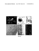 CLOSTRIDIUM TAENIOSPORUM SPORES AND SPORE APPENDAGES AS SURFACE DISPLAY     HOSTS, DRUG DELIVERY DEVICES, AND NANOBIOTECHNOLOGICAL STRUCTURES diagram and image