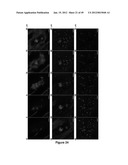 Dendritic Cell Precursor Populations, Dendritic Cell Populations Derived     Therefrom and Uses Thereof diagram and image